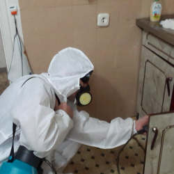 Дезинфекция от муравьев в квартире в Новочебоксарске